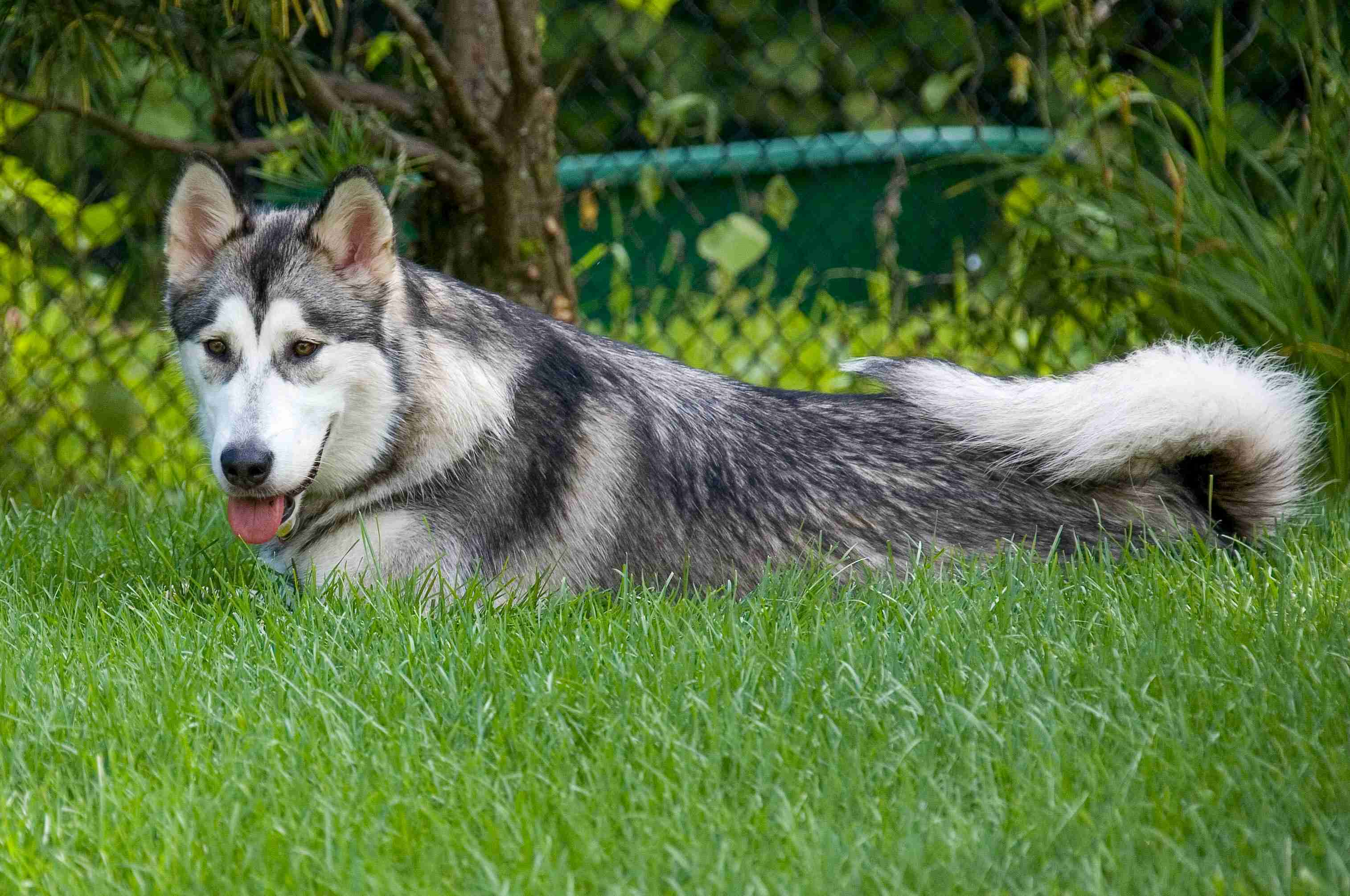 Your Guide to Alaskan Malamute Puppy Health: How Often Should You Visit the Vet?